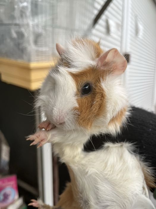 Морські свинки різного віку