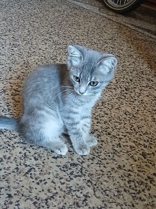 Відам котеня ( безкоштовно)
