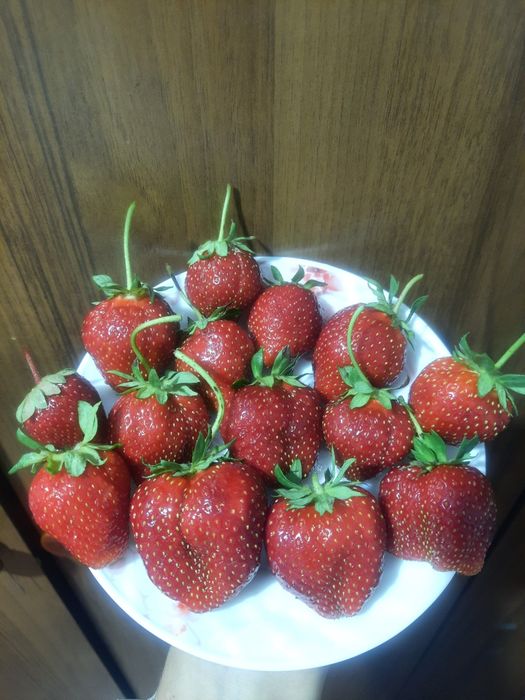 Саджанці полуницi, дозрівання середнє, клубника, дуже смачна та солодк