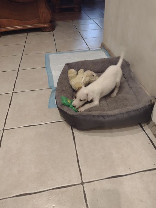 Jack Russell Terrier