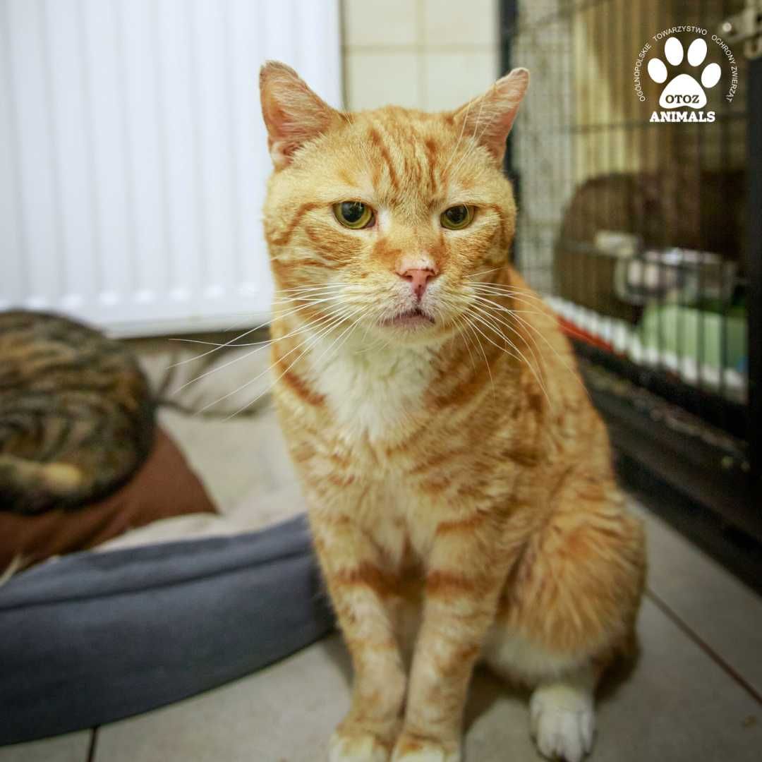 Rudy kocurek do adopcji! Poznajcie Rudolfa!