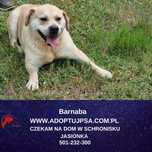 labrador mix barnaba  w schronisku  jasionka aktualne