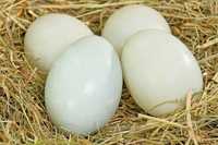 Інкубаційні яйця індокачки