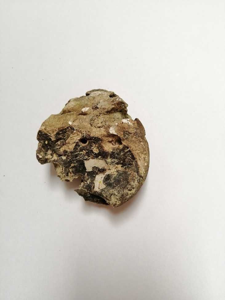 Skamielina, skamieniałość. Rozmiar 7,5x6,5 cm, waga 170g.
