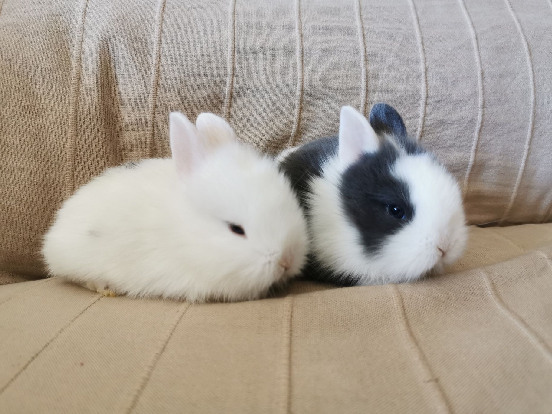 KIT Coelhos anões angorá, holandês mini e minitoy lindíssimos