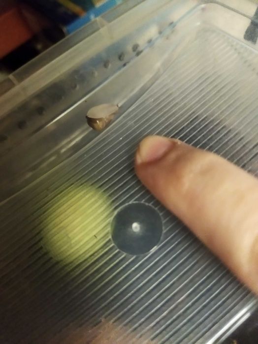 Підлітки ахатіна фуліка (achatina fulica) равлики