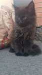 Kotka Maine coon