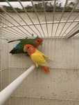 Agapornis para ceder