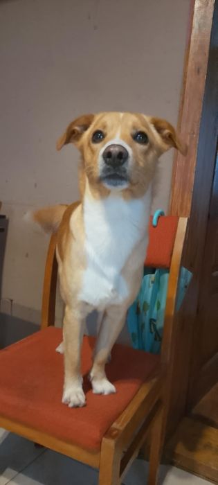 Oddam pieska w dobre ręce