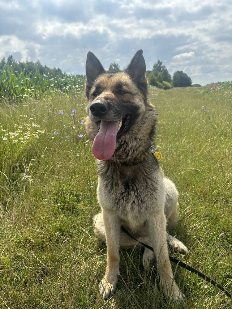 Owczarek niemiecki, sunia, do adopcji