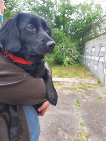 Найдена маленькая черная собака в красном ошейнике