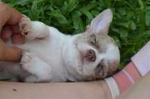 Chihuahua pelo curto merle macho