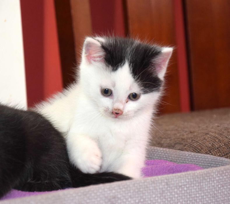 Cudne, kochane, bezdomne rodzeństwo kociąt szuka domków