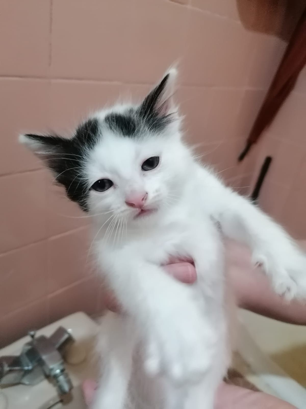 Daisy e Maria gatinhas bebés para adoção
