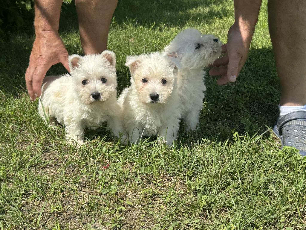 Suczka West Highland Terrier