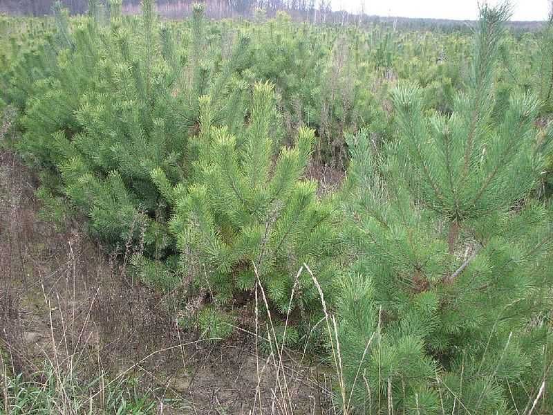 Новорічні ялинки, сосна звичайна