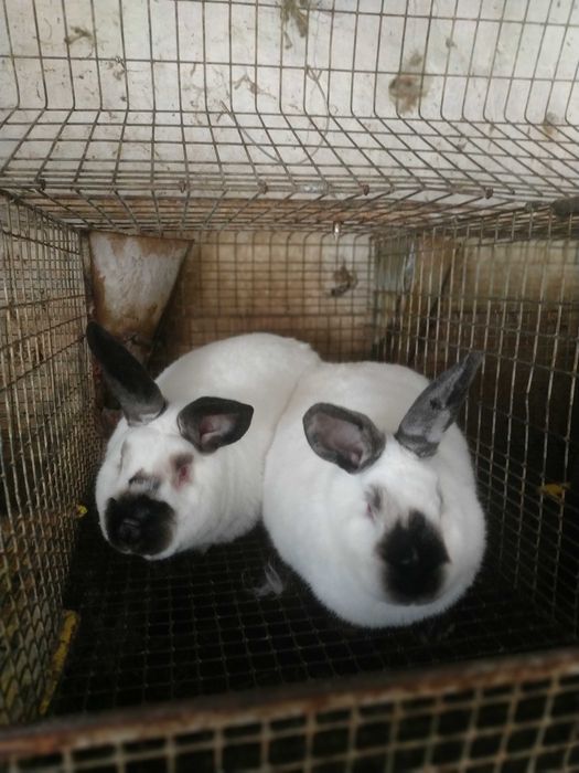 Продам кролі.   Каліфорнія