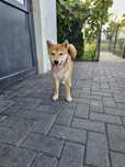 Shiba inu szczenię ZKWP FCI doskonały rodowód