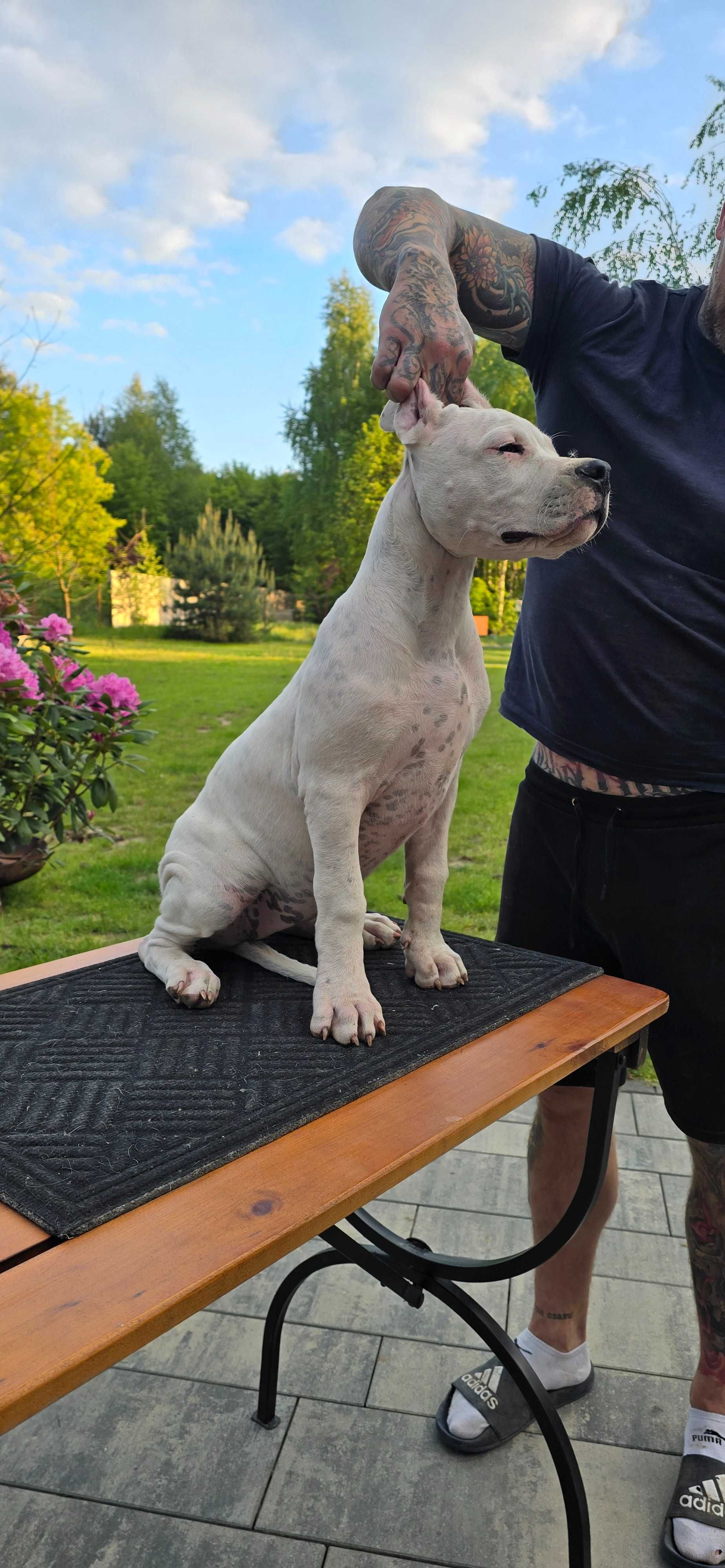 Dog Argentyński fci