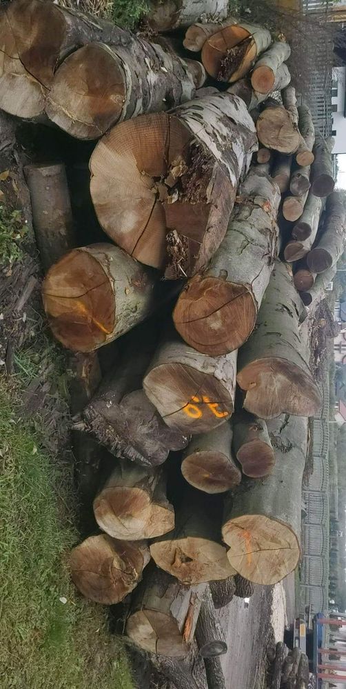 drewno drzewo opałowe kominkowe