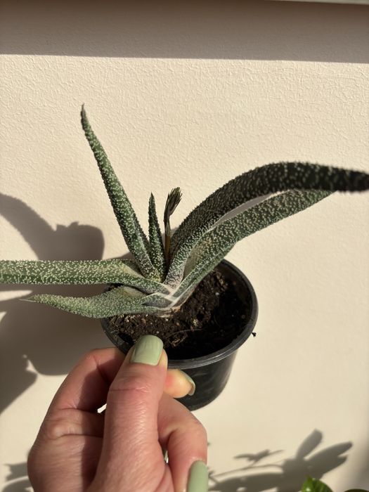 Гастерія з квітоносом