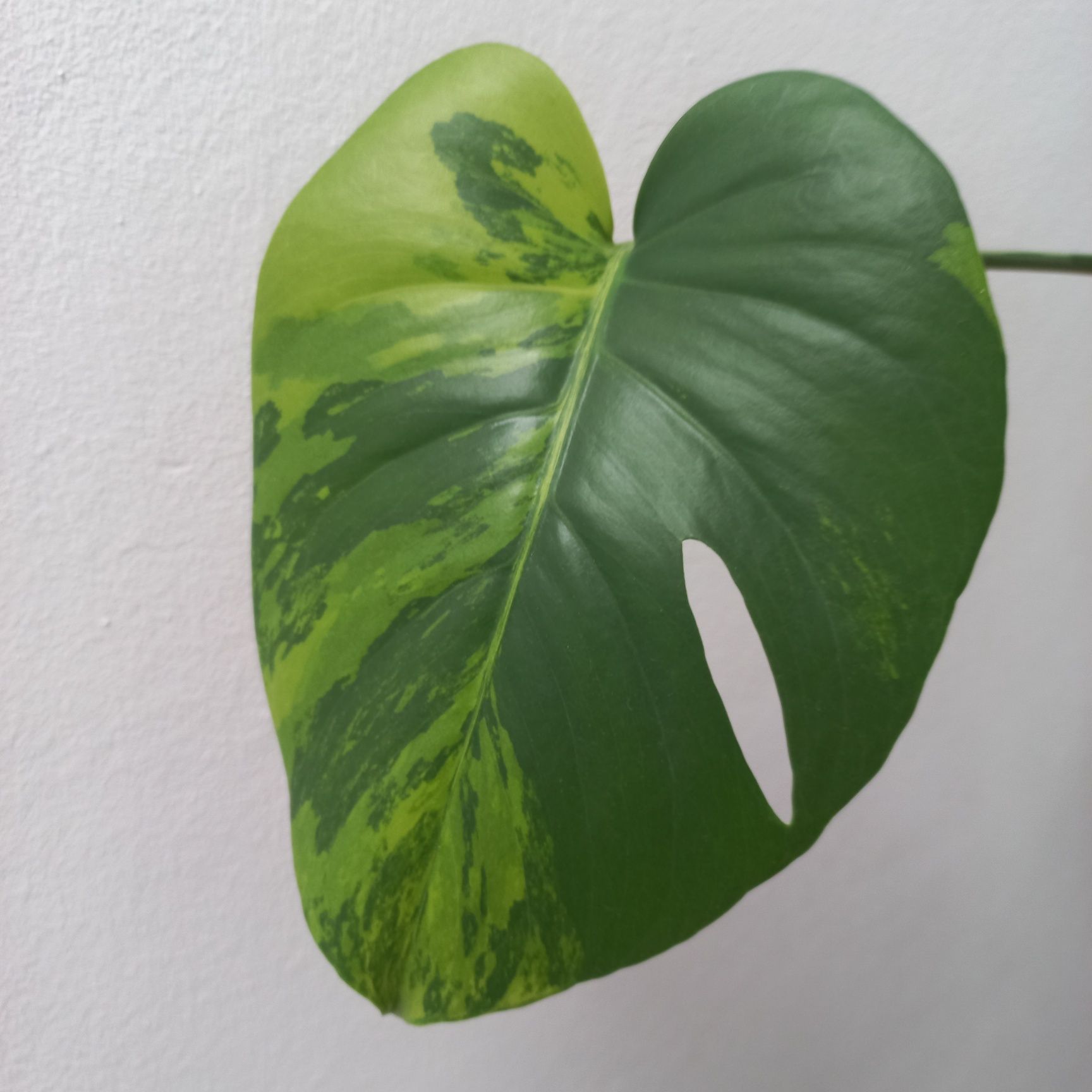 Monstera GOG Green On Green