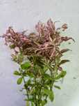 Hygrophila Polysperma ROSANERVIG nadwódka koszyk