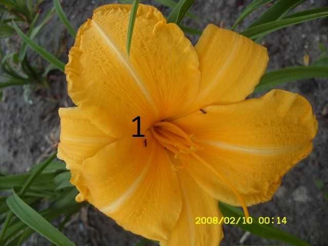 Liliowce - liliowce