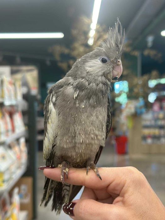 Caturra Criada à Mão