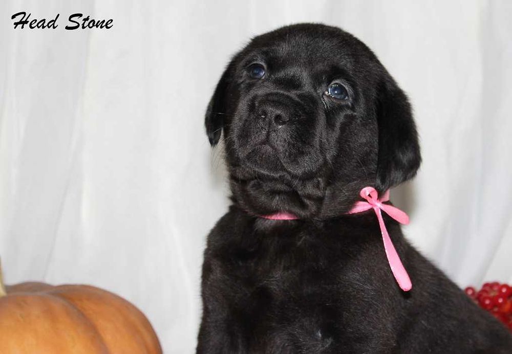 Щенки питомника Лабрадор ретривер