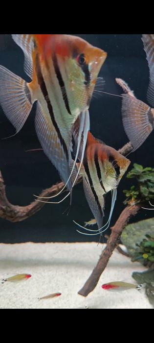 Casal Reprodutor Pterophyllum Manacapuru RedBack