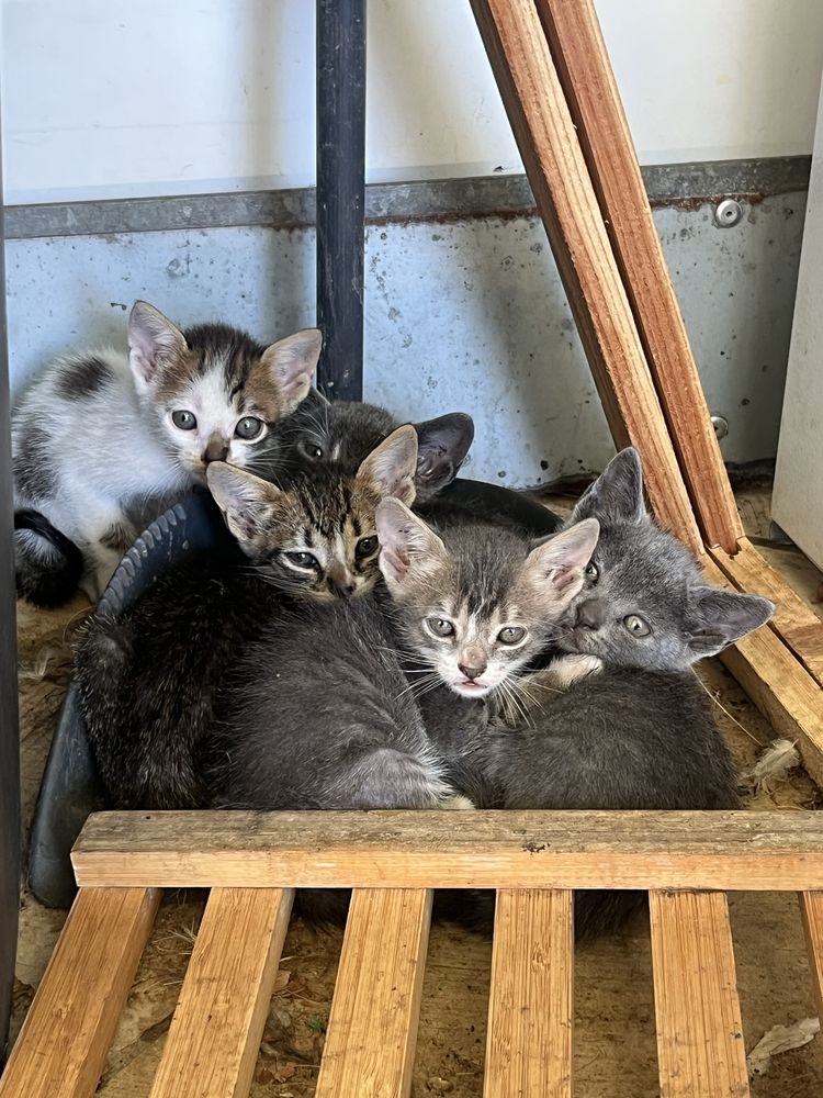 Gatinhos para dar