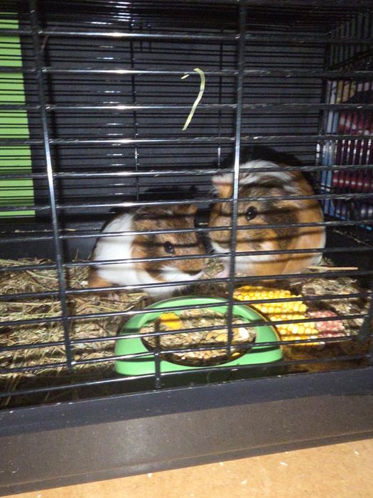 Oddam samczyka swinki morskiej