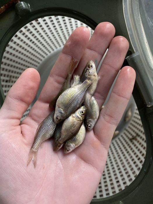 Narybek karasia srebrzystego / japoniec / narybek / żywiec / karaś