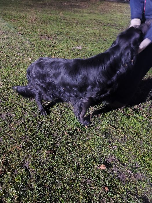 Nowego domu szuka kochany piesek