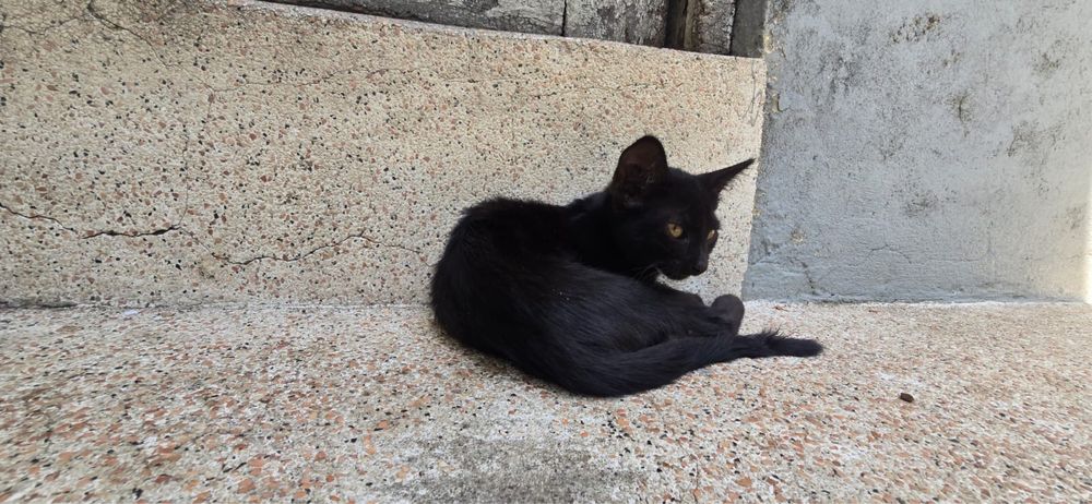 Gatos para adoção