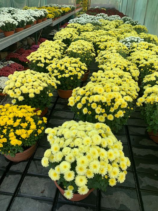 Chryzantemy drobnokwiatowe
