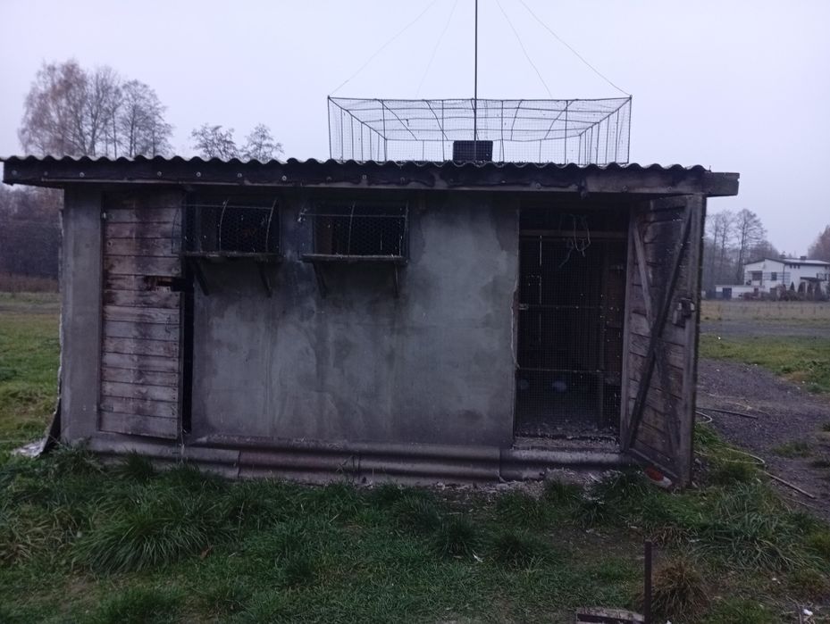 Gołębnik podwójny