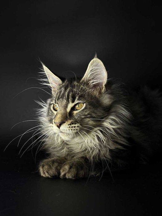 Сріблястий мейн-кун котик зі всіма документами WCF Ген тести батьків