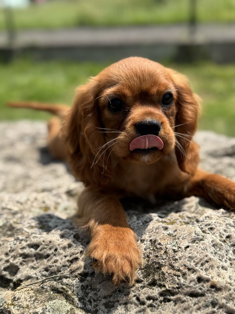 Poesek ruby - Cavalier King Charles Spaniel