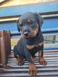Rottwailer piesek