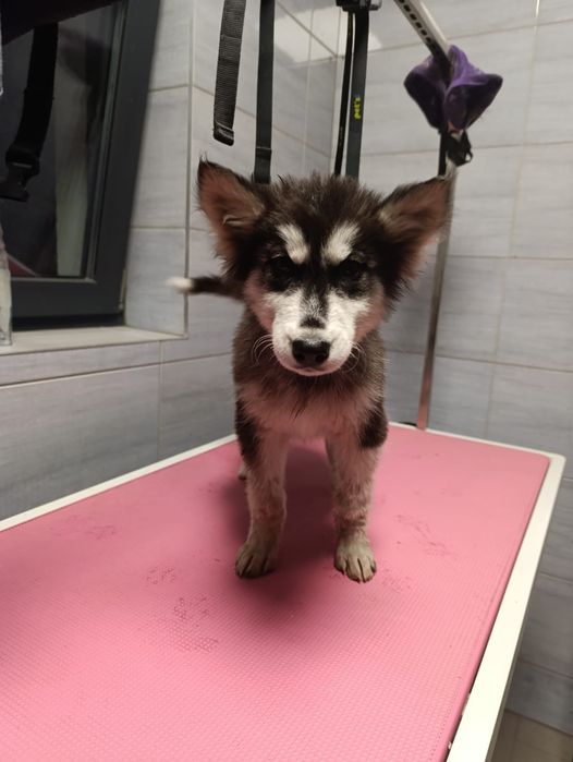 Syberian Husky samiec