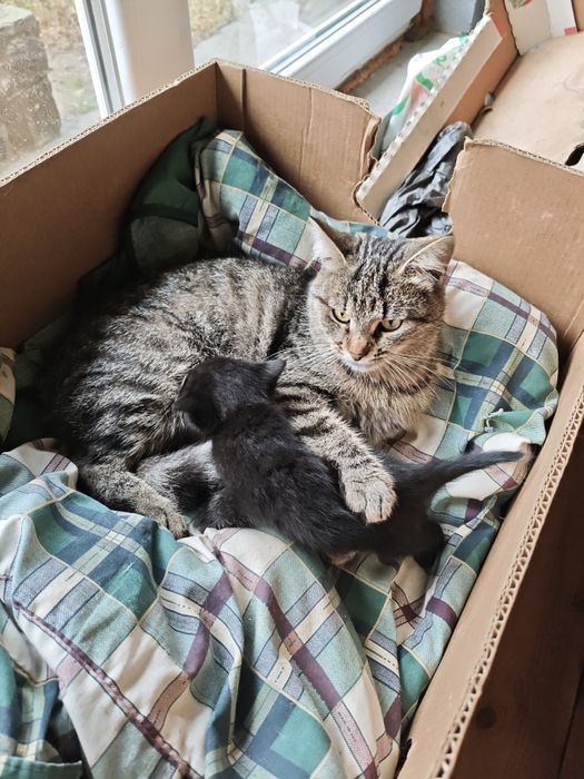 Шотландські кошенята