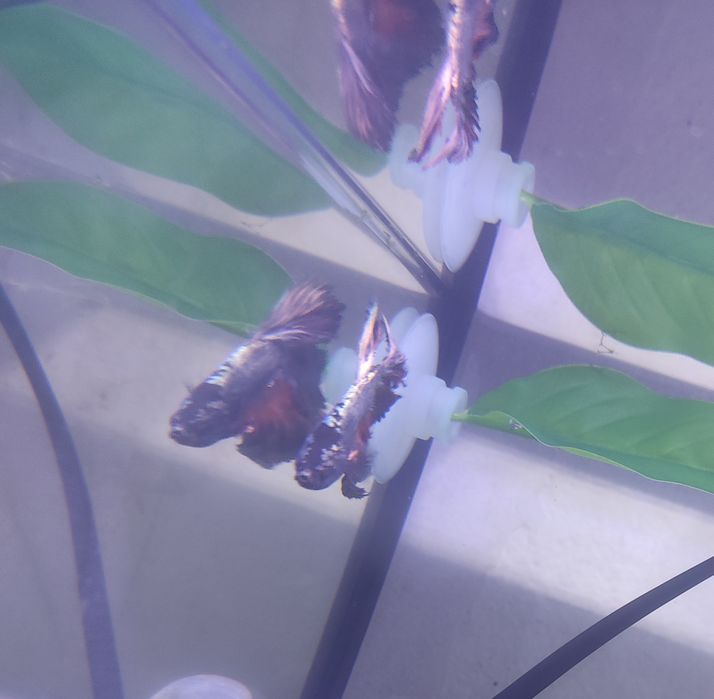 Bettas Azul XL Lindo E Outras Cores