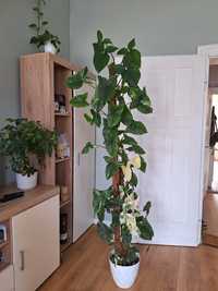 Syngonium Albo variegata a Emerald Gem