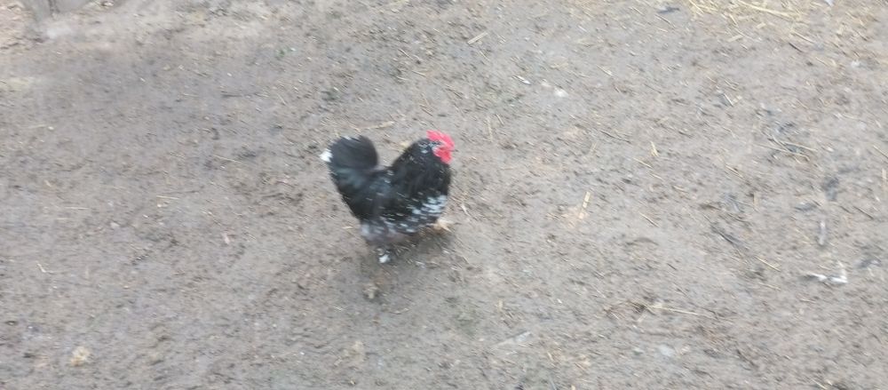 Продам декоративного півника або обміняю