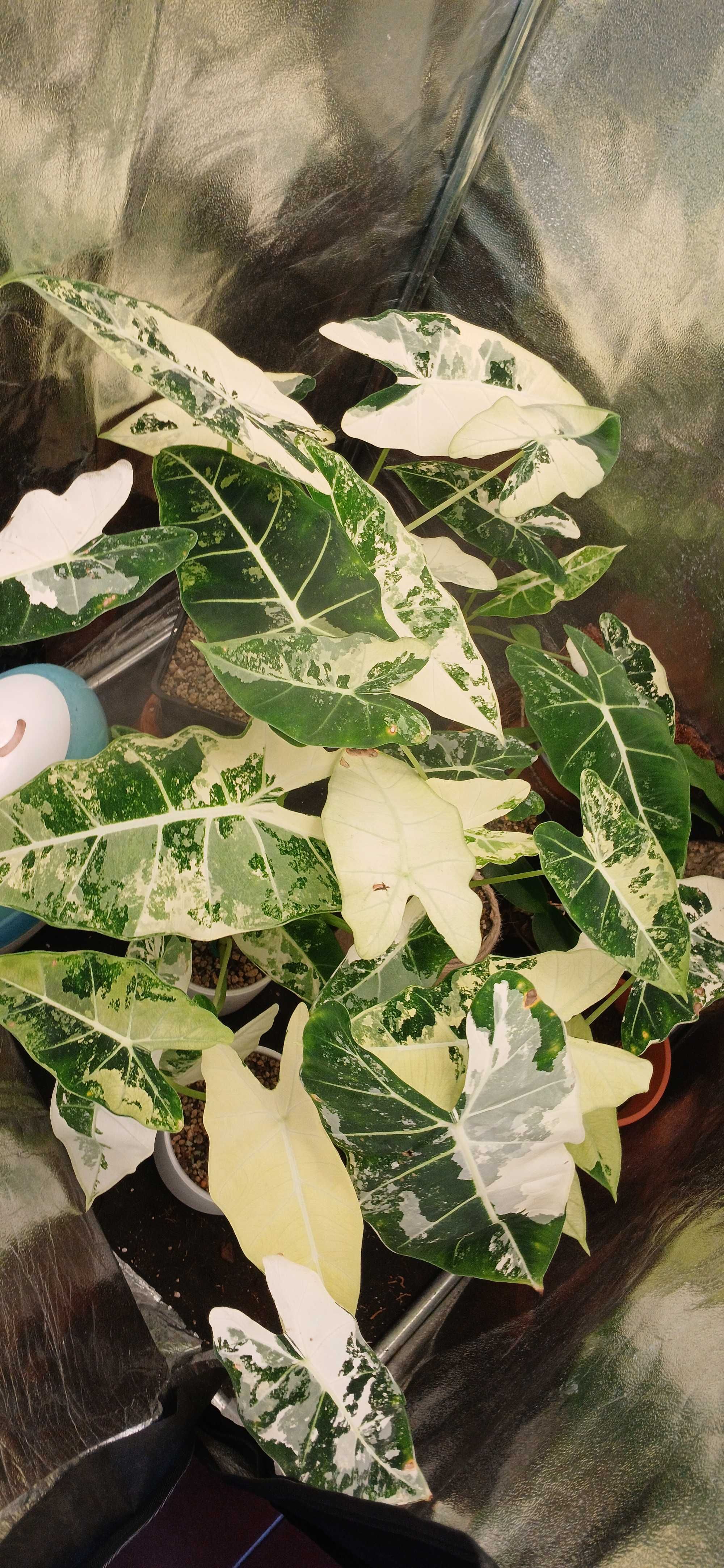 Lote de alocasia frydek variegata