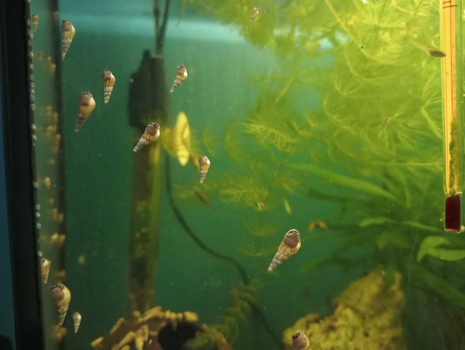 Ślimaki świderki-pożyteczne do czyszczenia dna w akwarium.