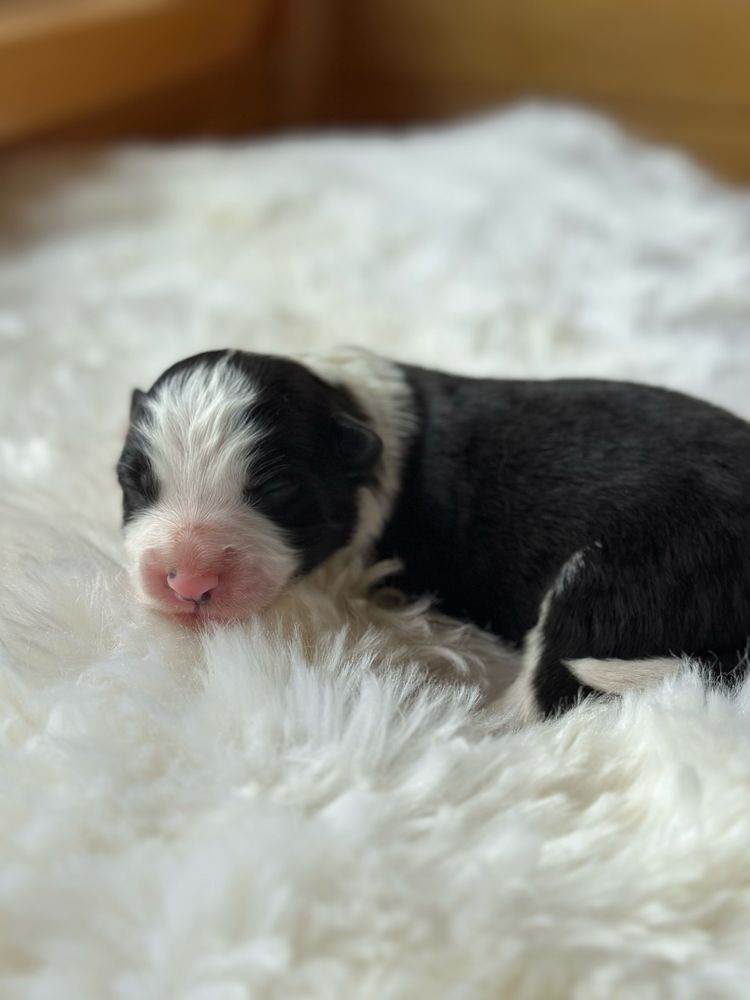 Cudny piesek border collie ZKwP FCI po MŁ.CHPL