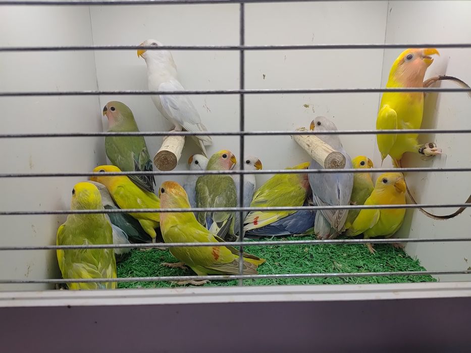 Papugi - papużki nierozłączki czerwonoczelne - młode 2025